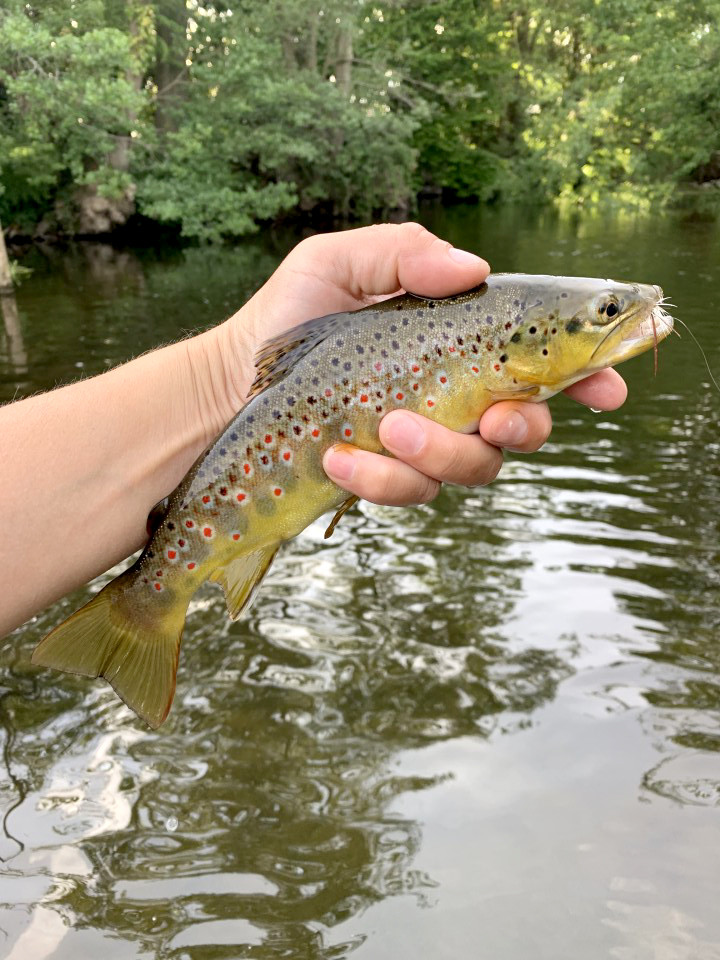 Court of Noke trout - JP from Shobdon